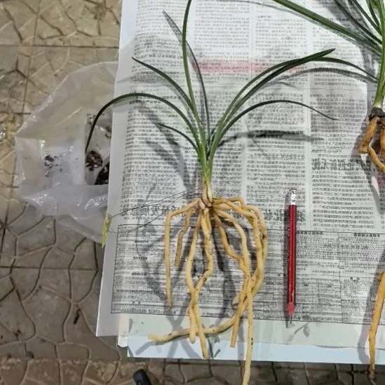 完全开放老种大富贵子母苗中等