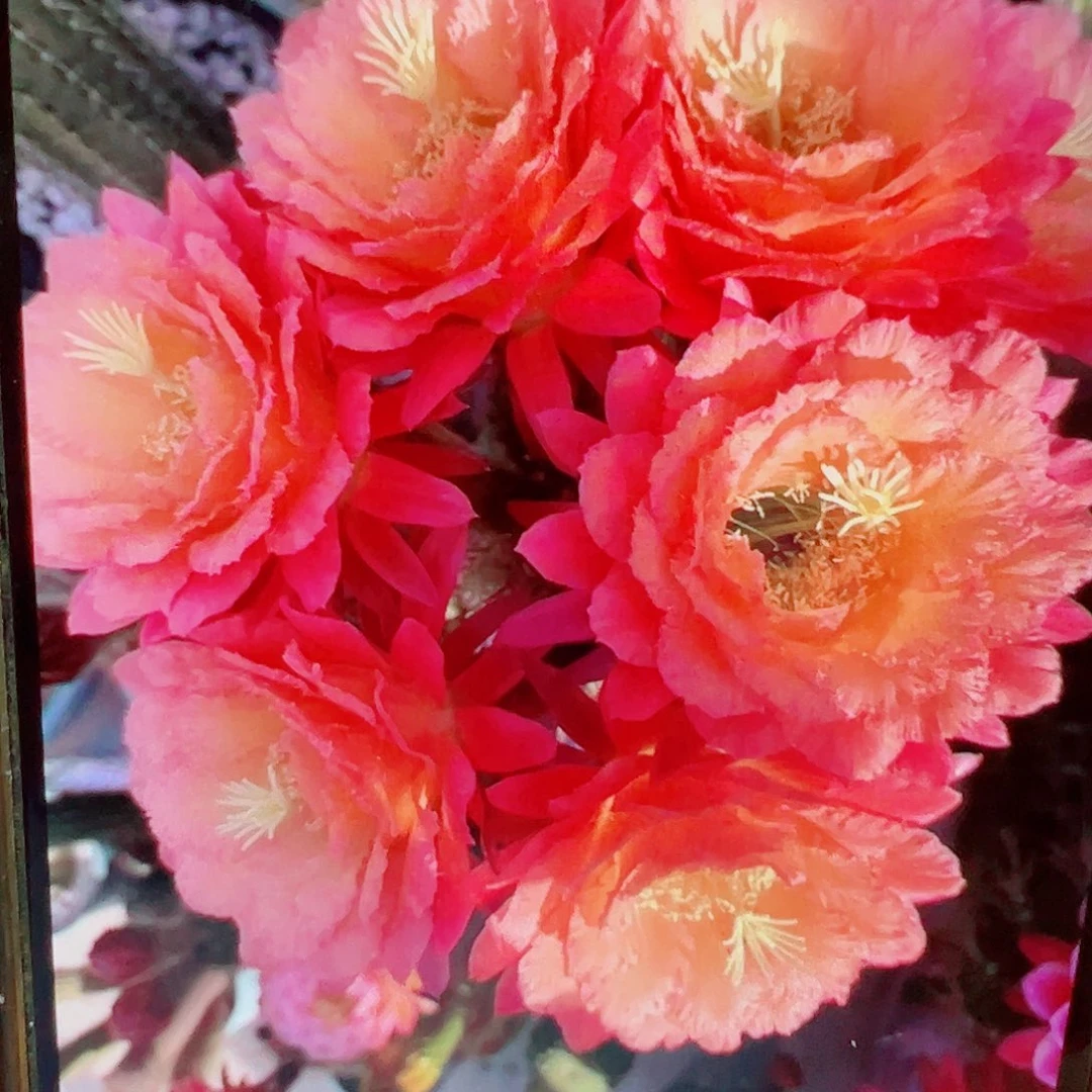 毛花柱 牛牛 侧芽 满20包邮