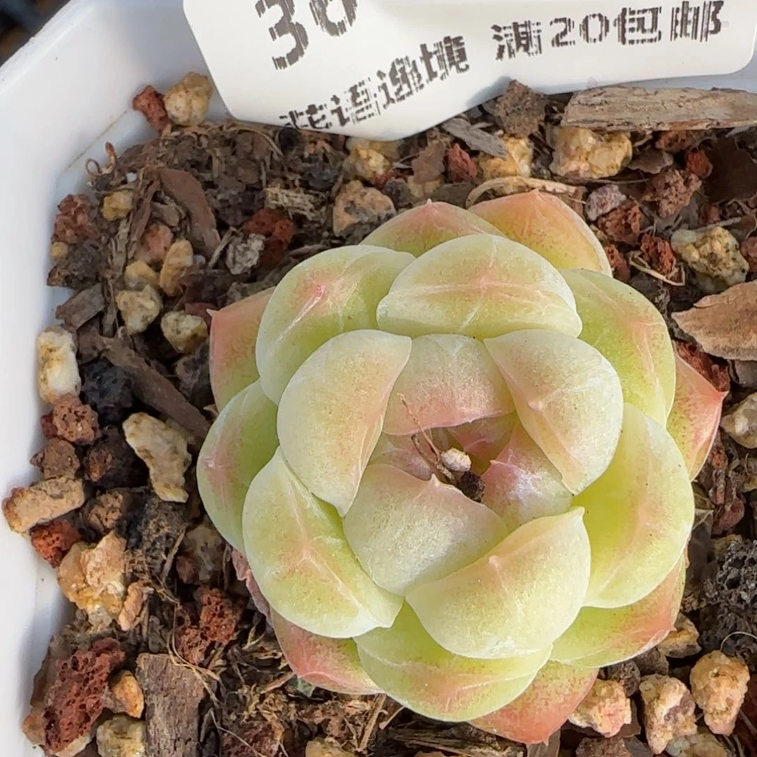 花语逸镜0201-36