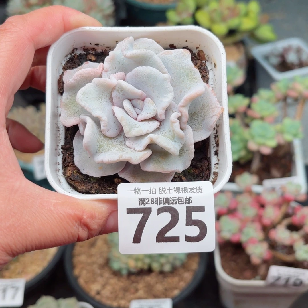 芭蕾舞者无盆土发货