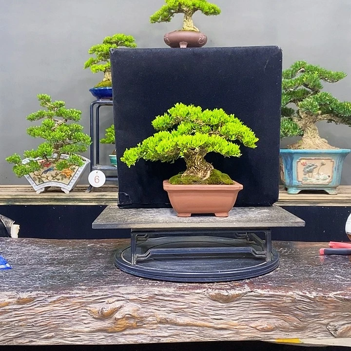 无花朵黄杨盆景四季常青