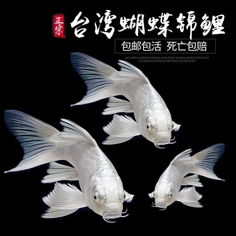普身白贵妃蝴蝶鲤长鳍长尾好养好活冷水观赏鱼新奇宠物