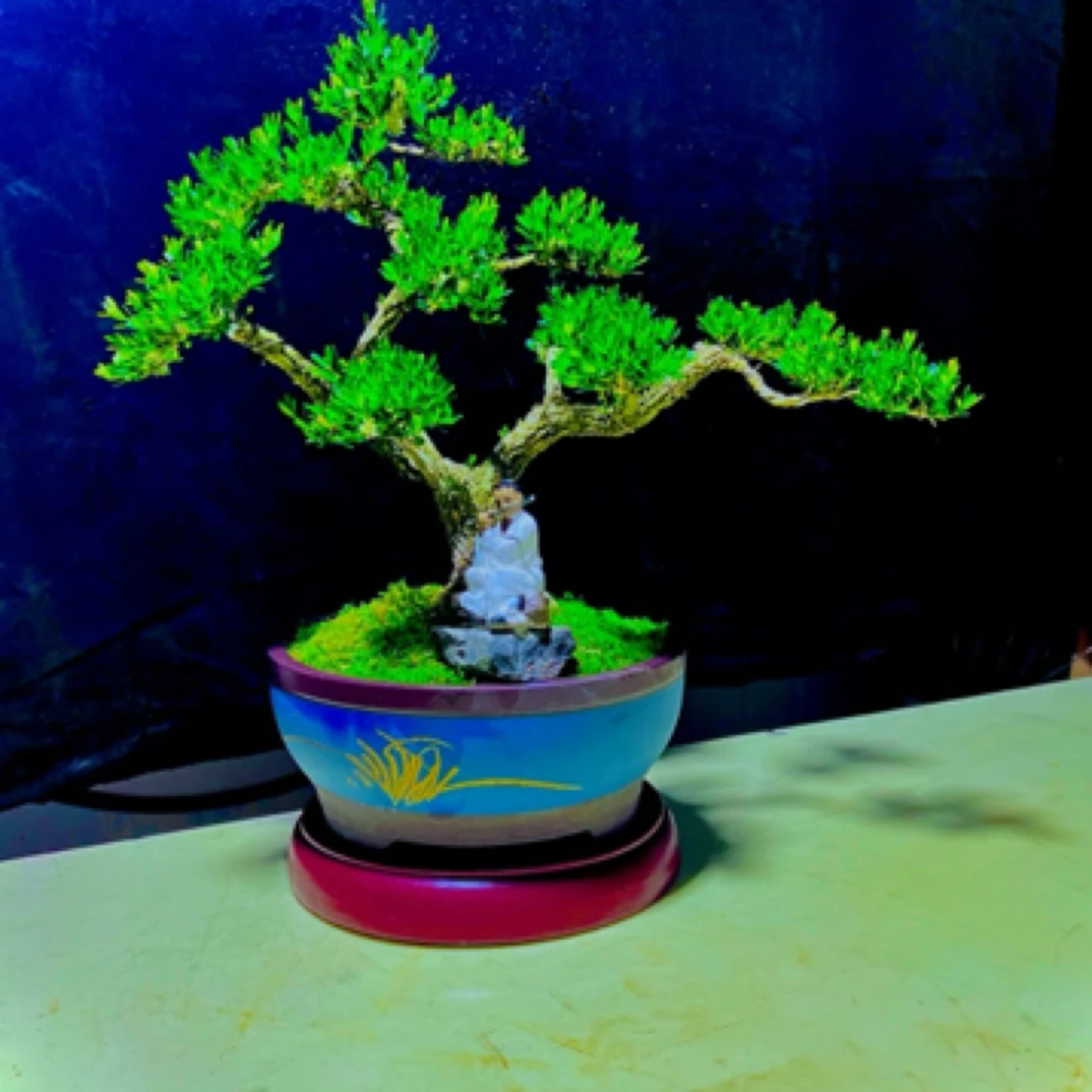 黄杨盆景室内外观赏盆景