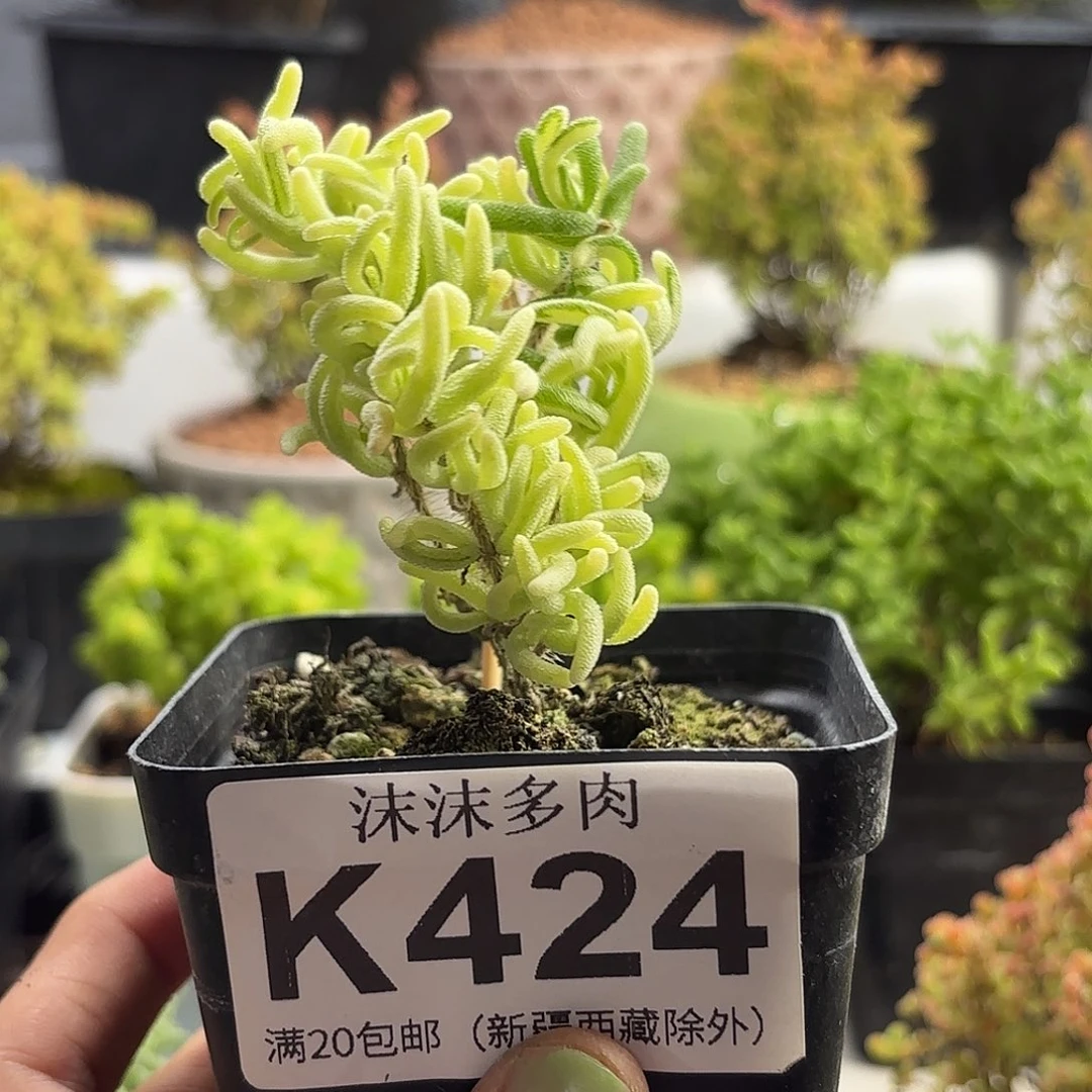 柠***i424荧光兔锦枝干福利
