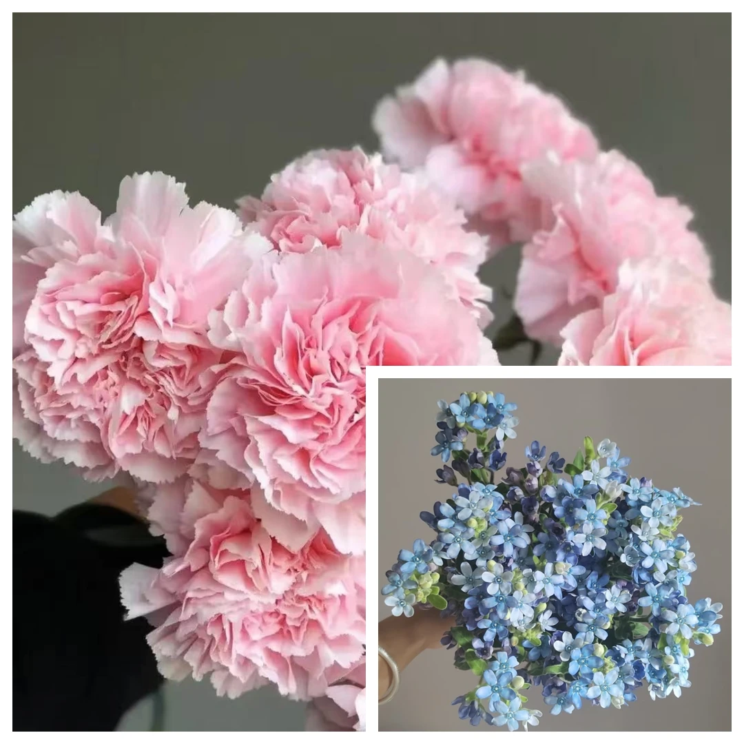 鲜花【葡噗花舍】蓝星花➕粉色单头康乃馨  基地直发  一单包邮