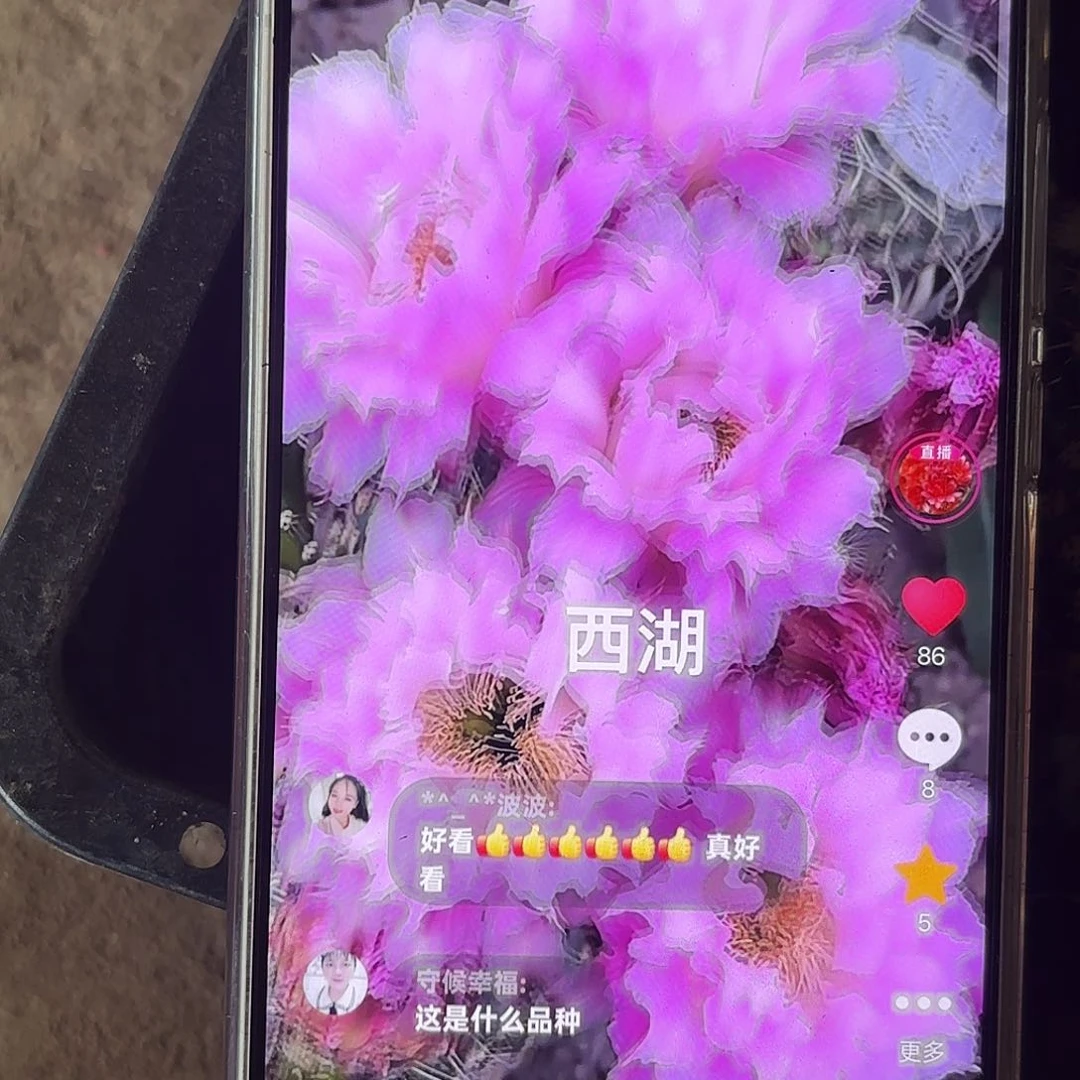 新粉落无根侧牙40