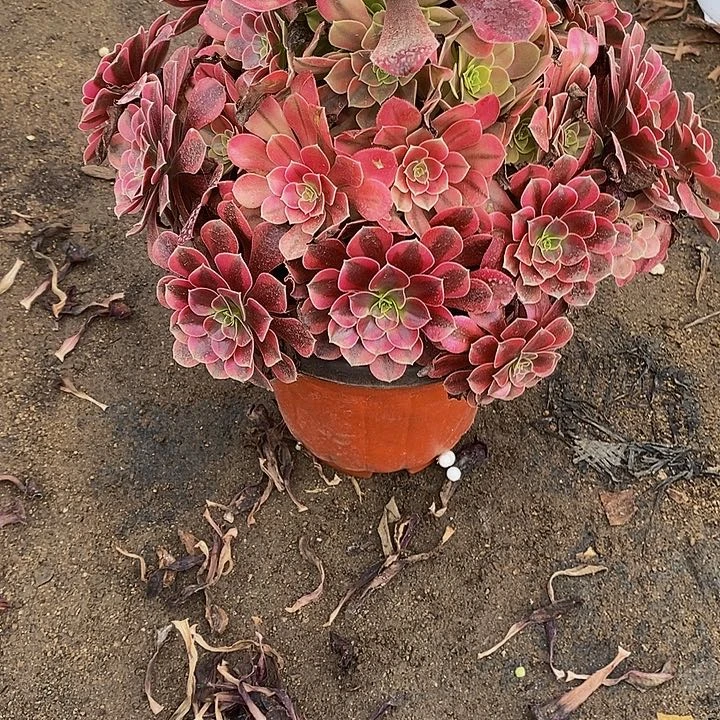 多肉美杜莎028多肉植物