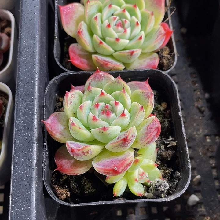 白吉2.8带哦土发货