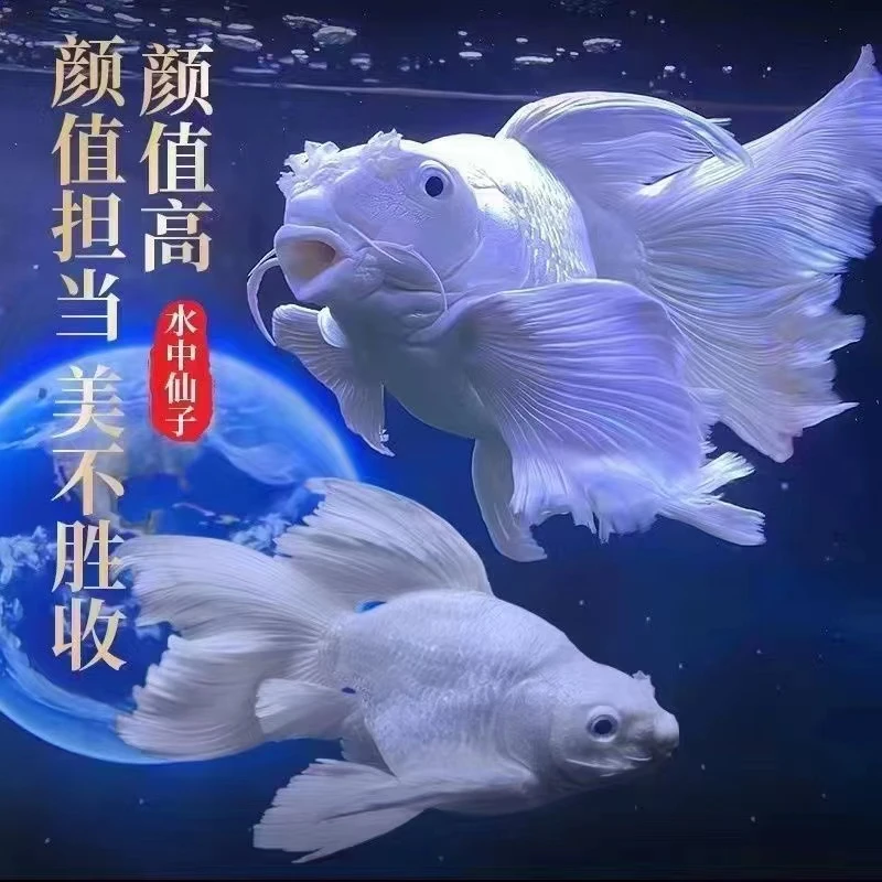 A精品纯种台系蝴蝶鲤赛级白短球！大鳍大尾！可混养！