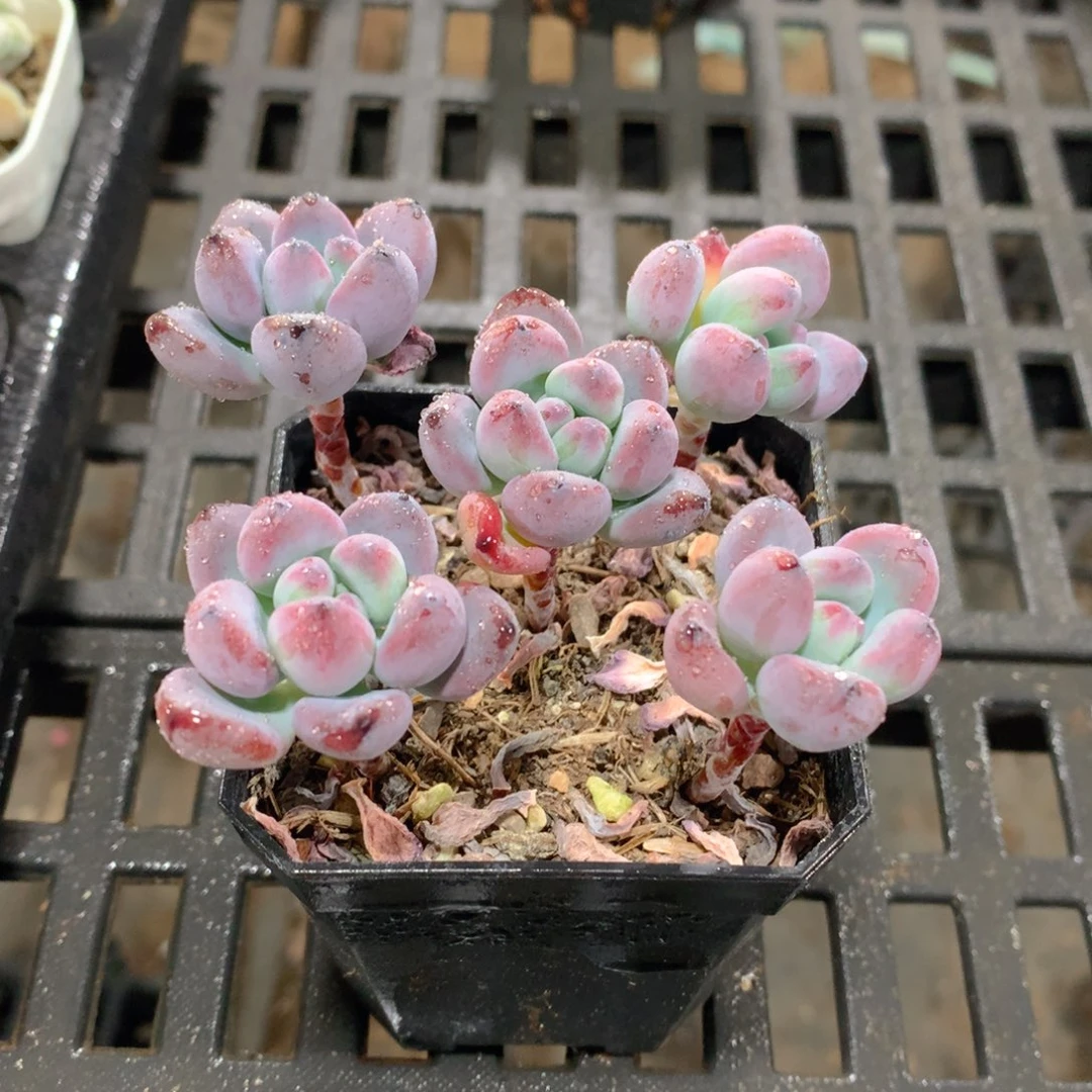 肉萌萌精控多肉 5cm盆量拍 汤姆漫画五头