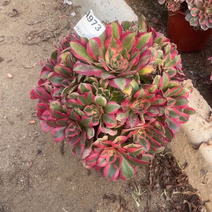 多肉植物妖月法师973