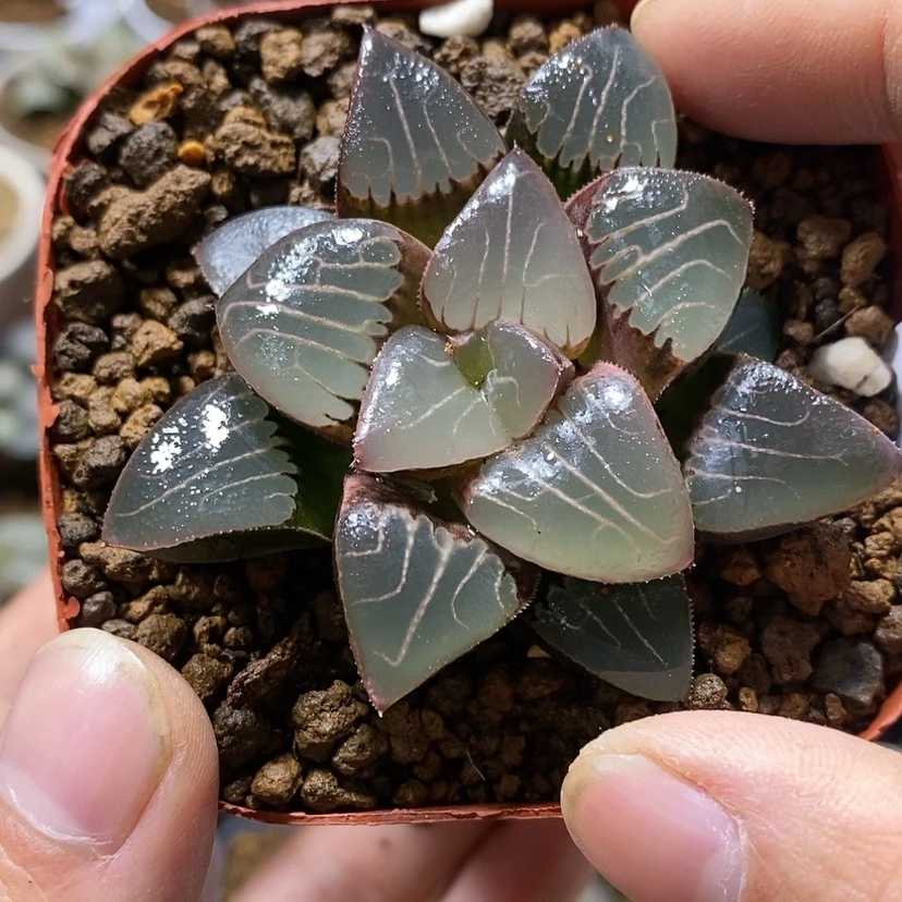 【闪购商品】306天池