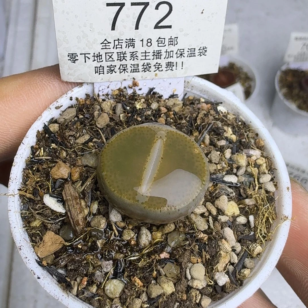 772盆口5公分 满18包邮