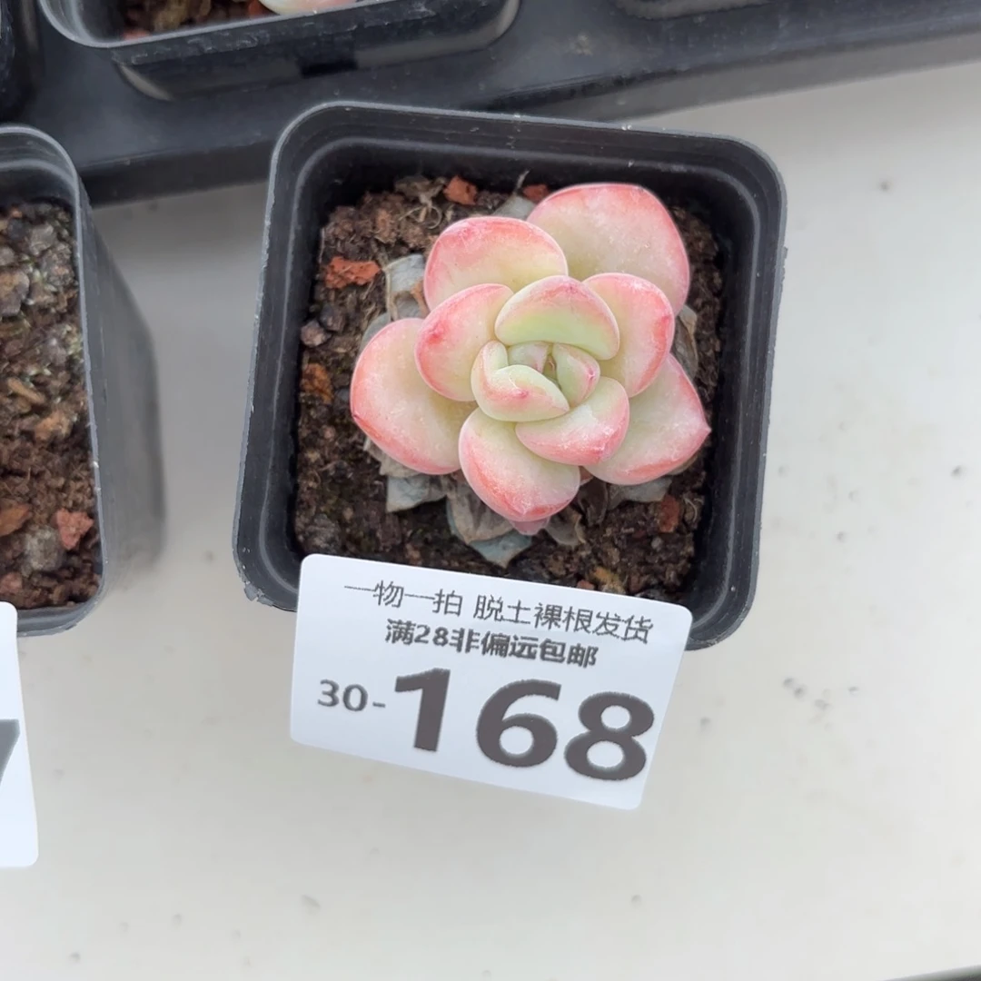 泡芙单头多肉多肉