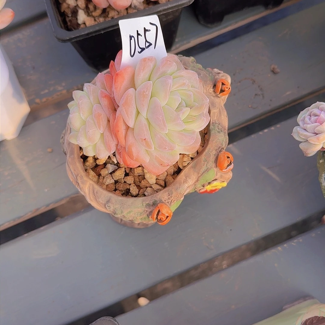 悟***90557冰玉多肉植物