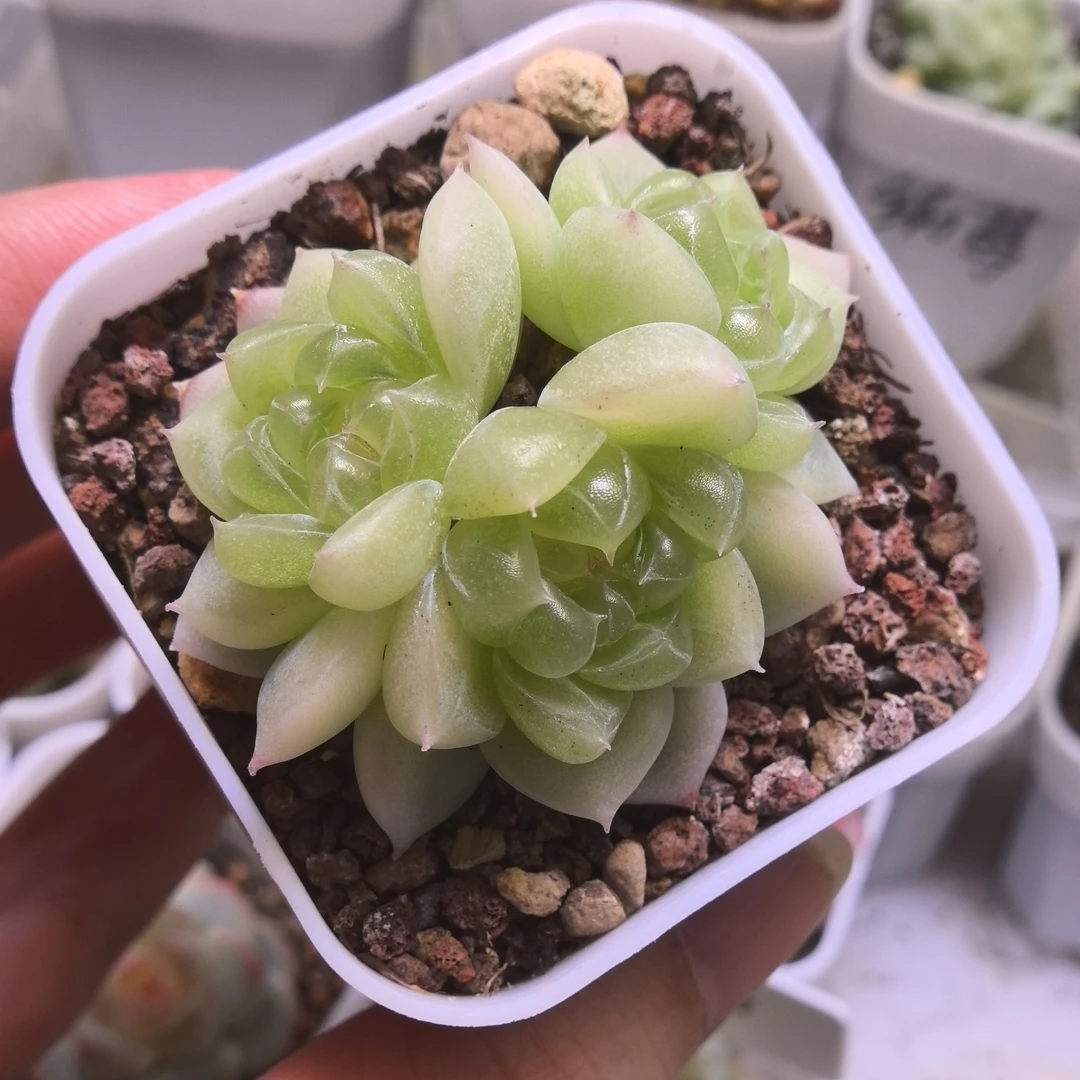 黄心财富多肉一物一拍