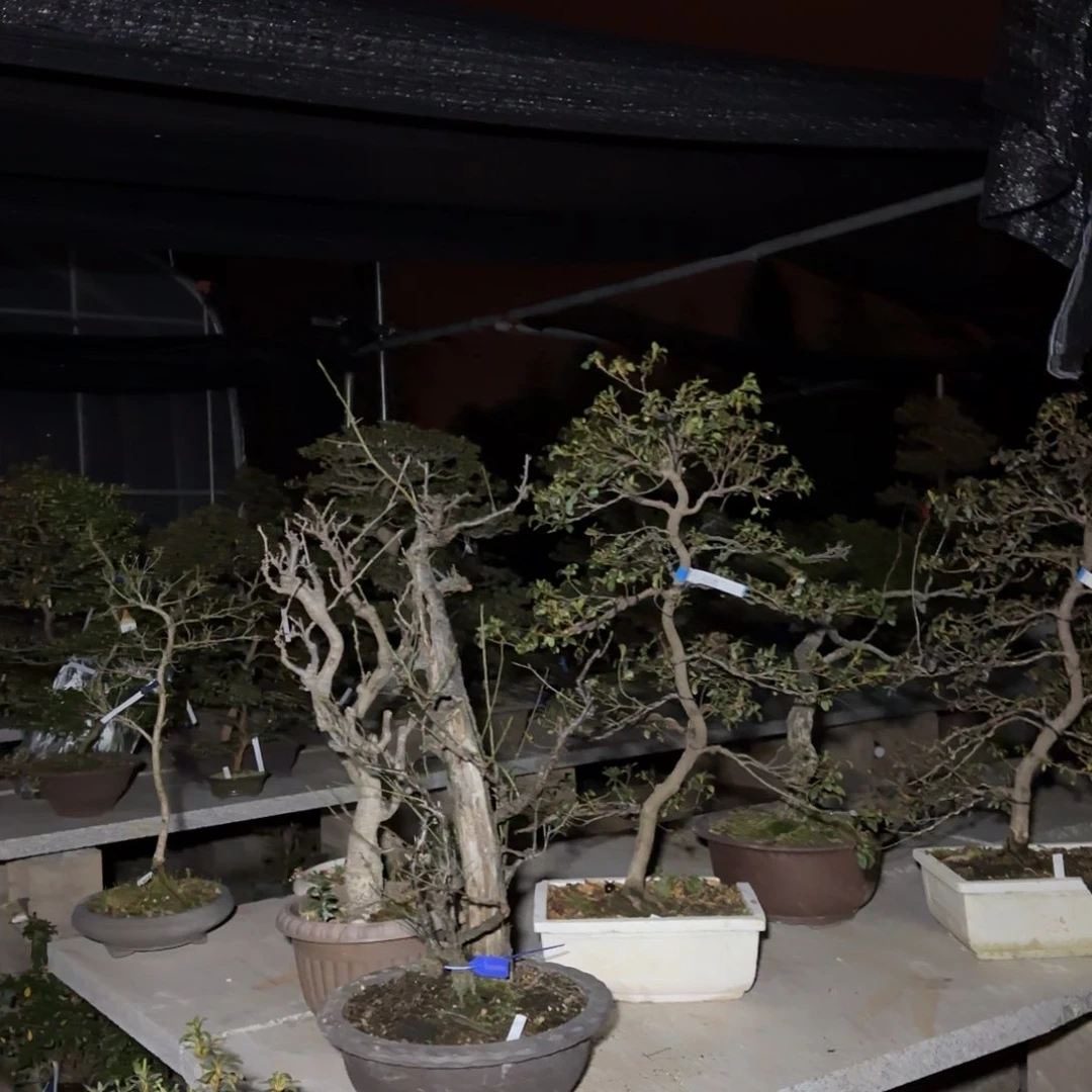 心**迁花卉苗木花卉苗木