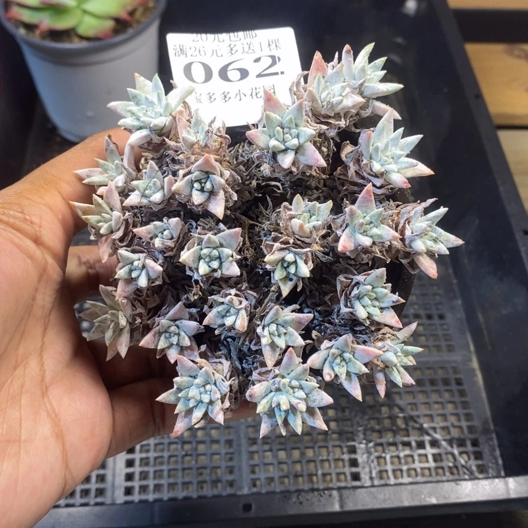 白菊超多头群一物一拍满20包邮满26送一颗多肉