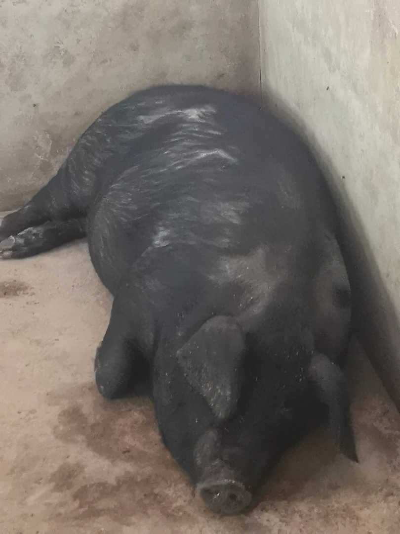 桐城栲栳尖土黑猪肉 现秤