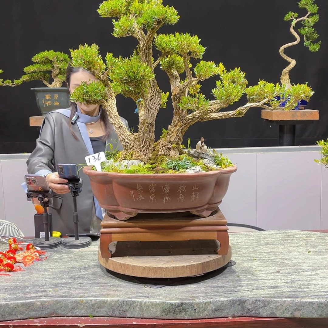 四季常绿翠绿黄杨盆景