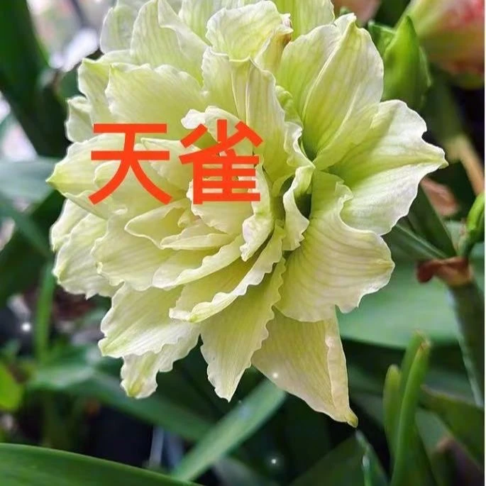 【天雀】重瓣大花球朱顶红种球