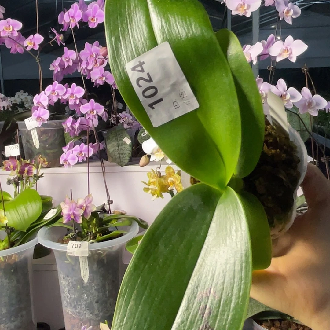 大量花朵（建议范围：8朵-15朵 或40%以上）编号1024弥陀红宝石