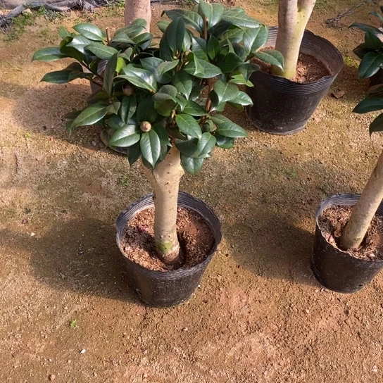 当前无花栽培后可以开花
