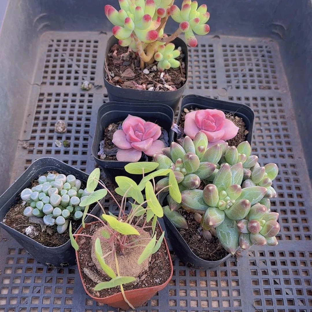 多肉911多肉植物