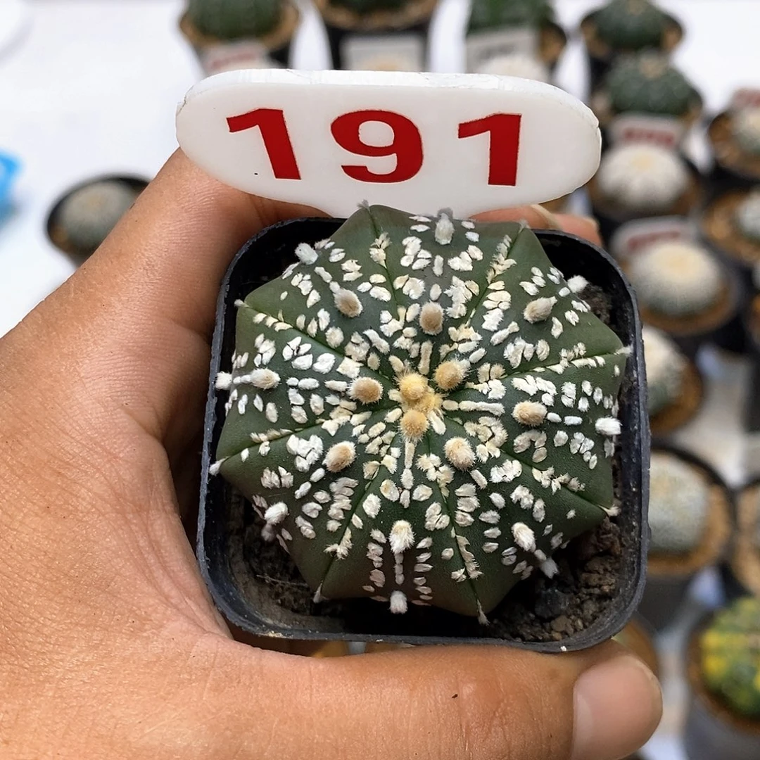 191福利特价来了哦耶