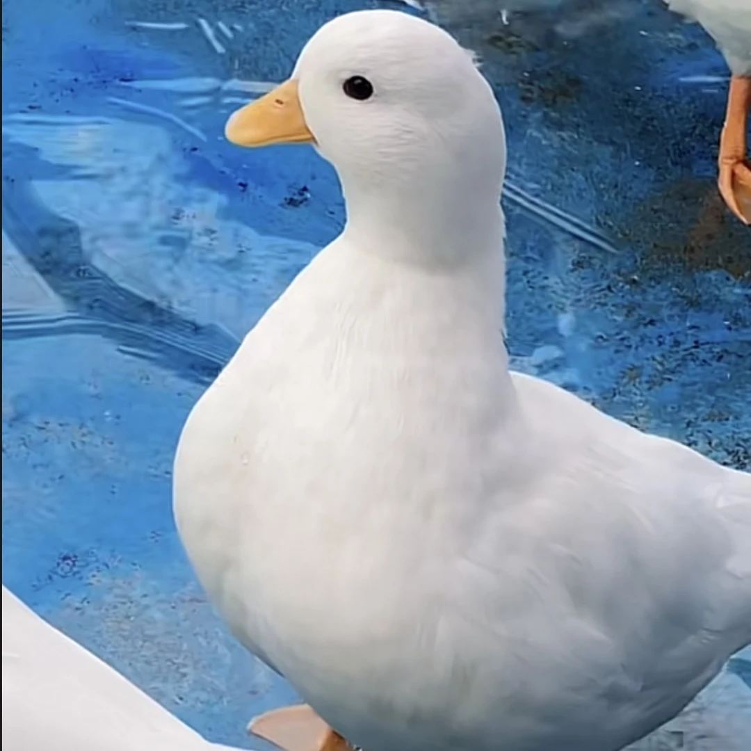 柯尔鸭 可达鸭 S级 赛级