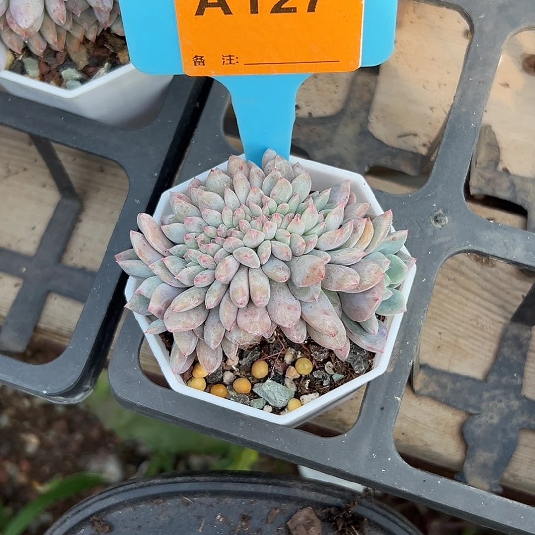 ****宝多肉植物一物一拍