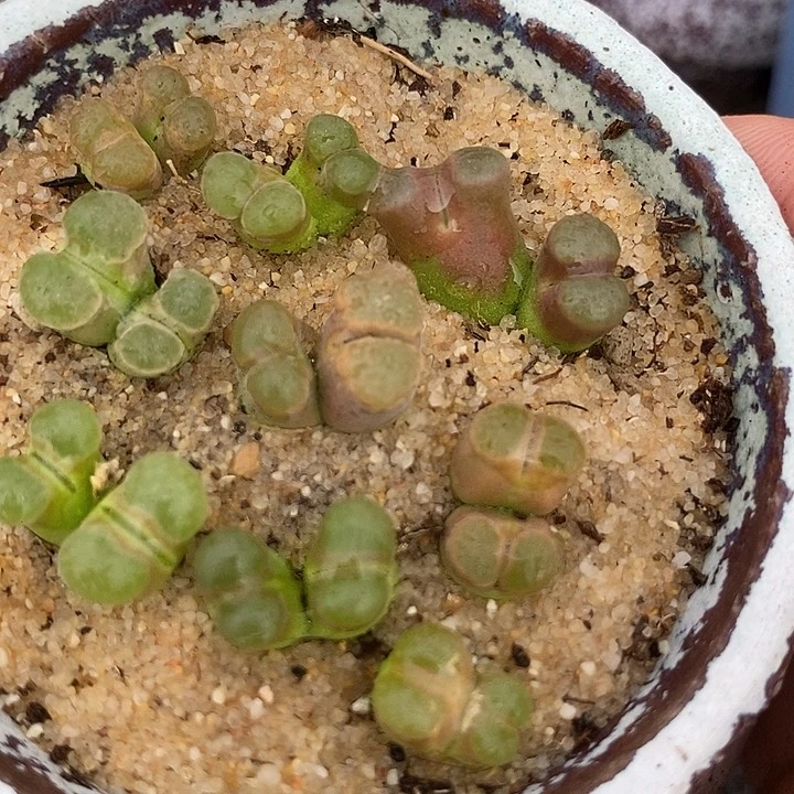 21525双头磁铁一颗