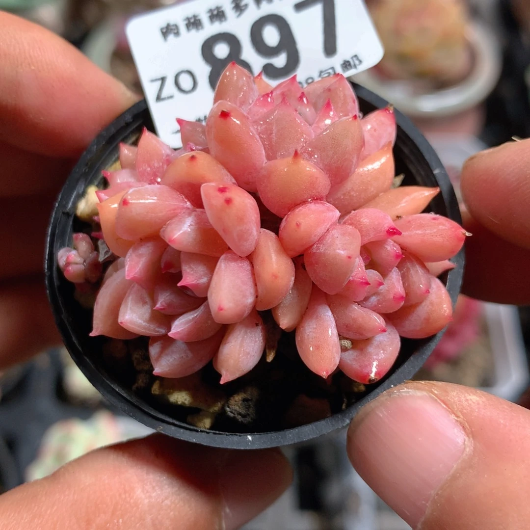 5CM拇指盆精控多肉ZO897