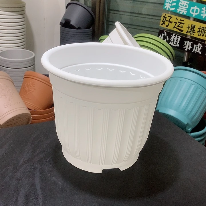 罗马口24白4个无托