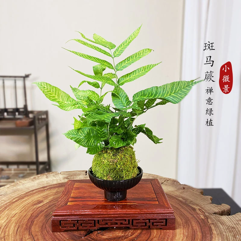【宏展】斑马蕨苔藓球四季常青常绿耐阴好养室内耐阴好养绿植