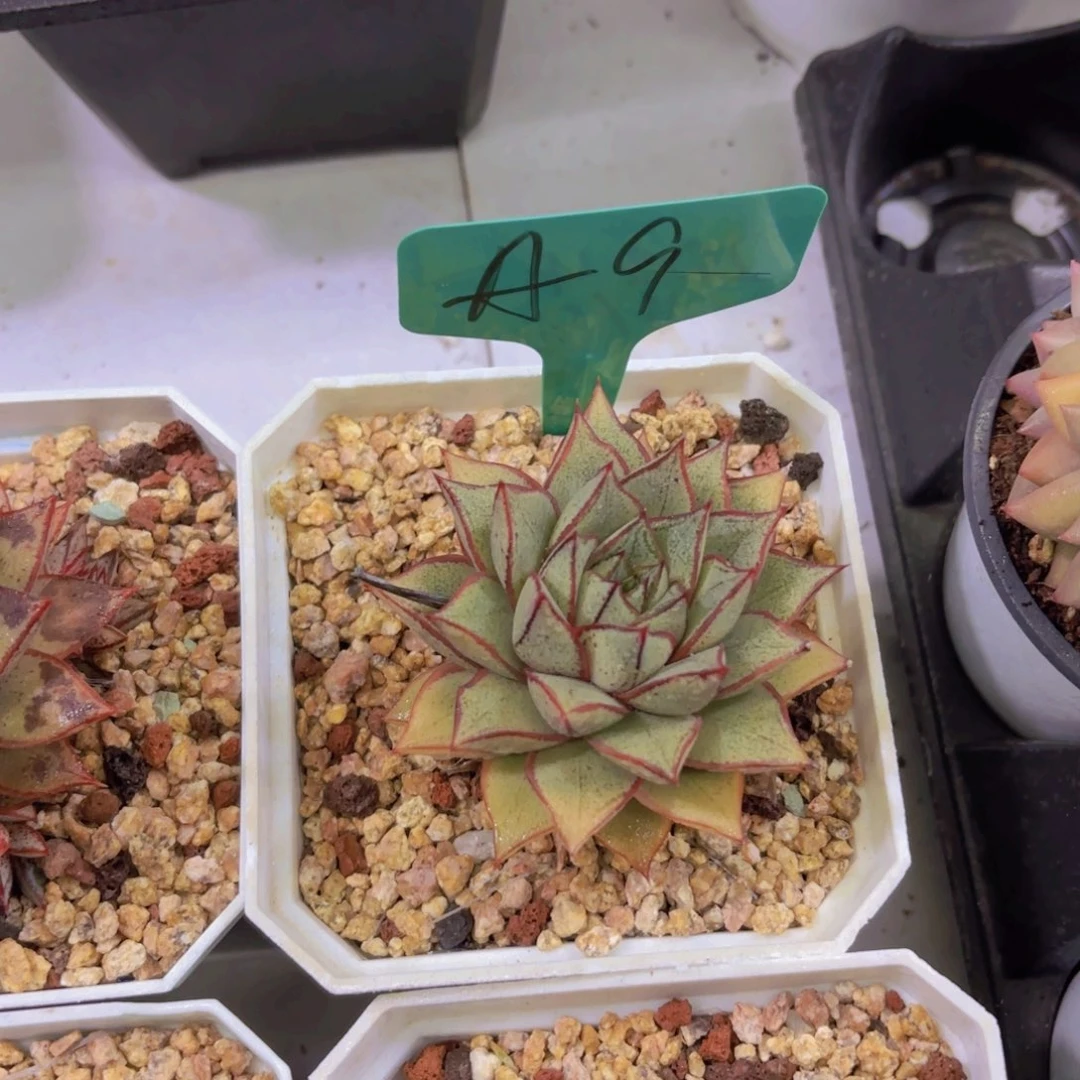 我的小可爱们都好可爱