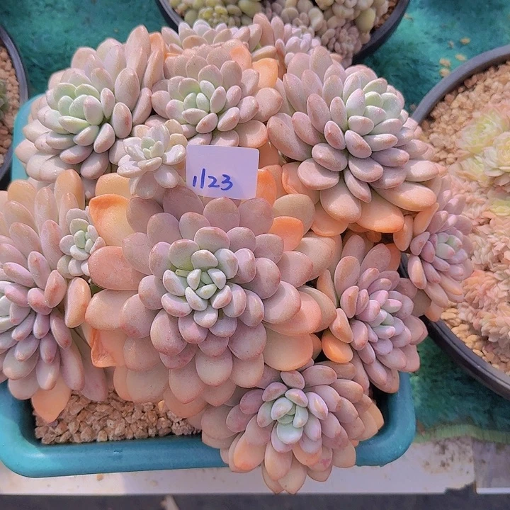 1123貂蝉多肉植物
