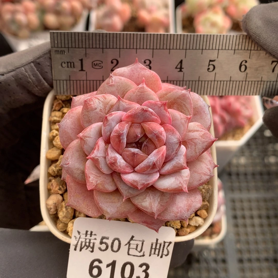 6103。粗桩。紫棠  糖心多肉。