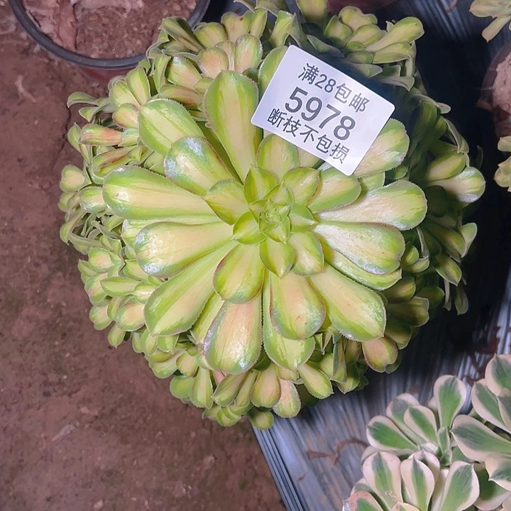 5978韶华多肉植物