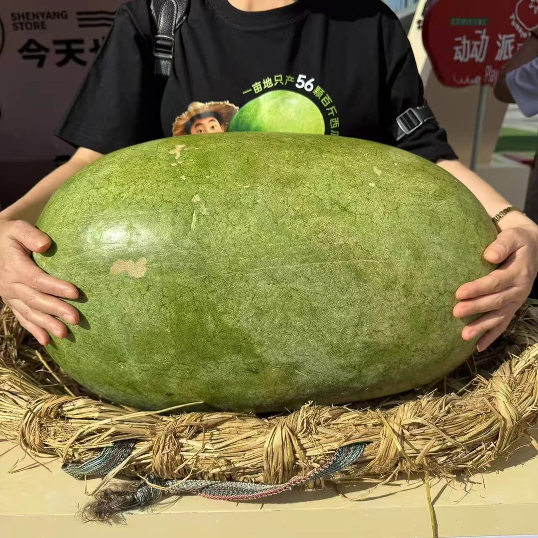 老齐的百斤瓜 90-100斤