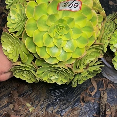 雨荷老桩捧花860号