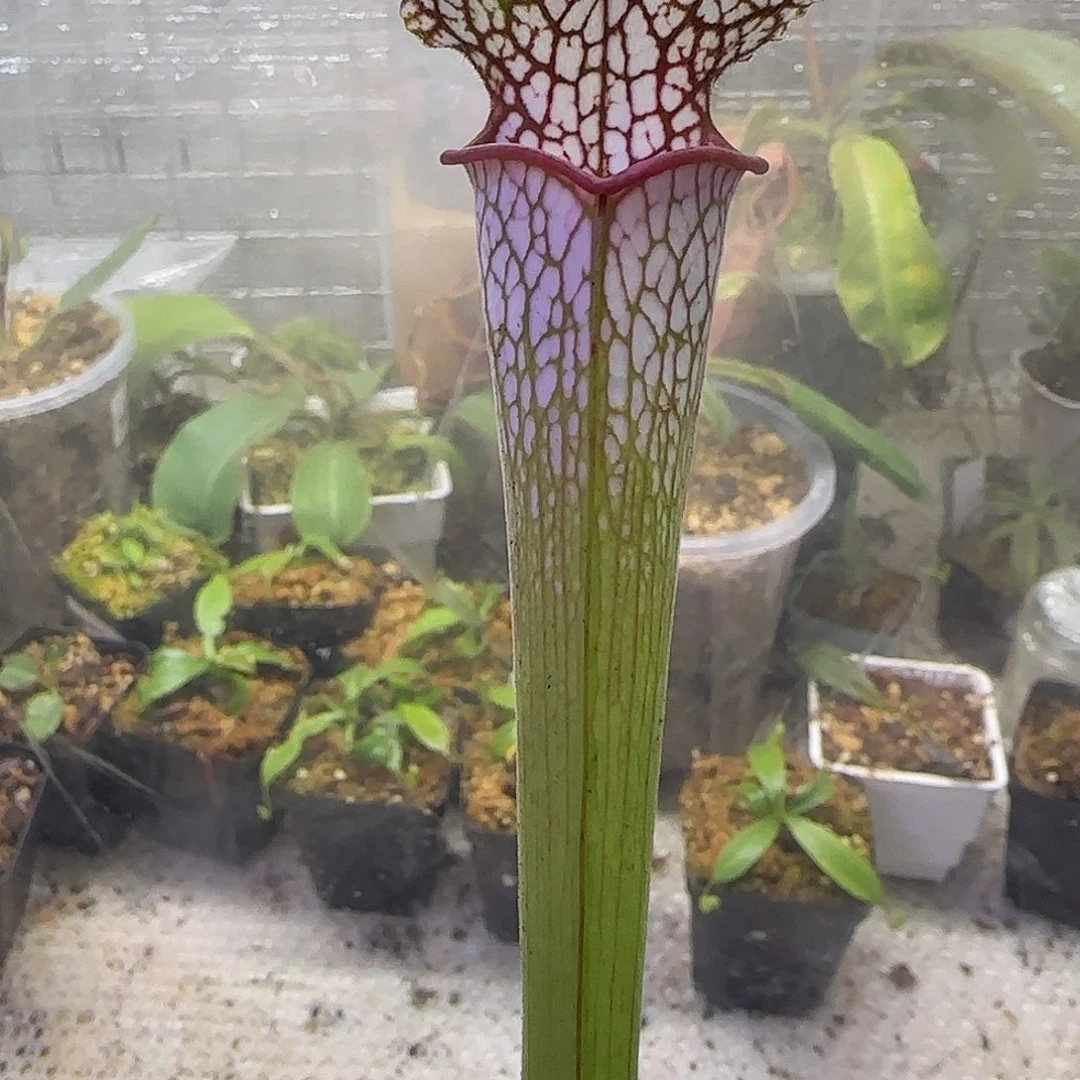 无花朵专拍瓶子草