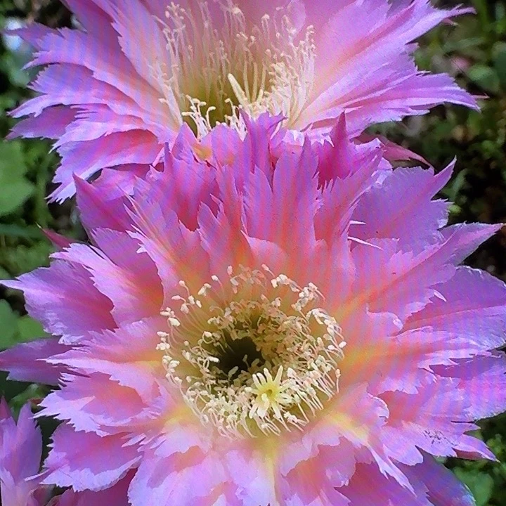 紫薇星侧芽5公分左右毛花柱（20包邮）