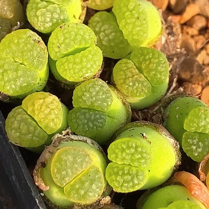 26508磁铁ry1917一颗