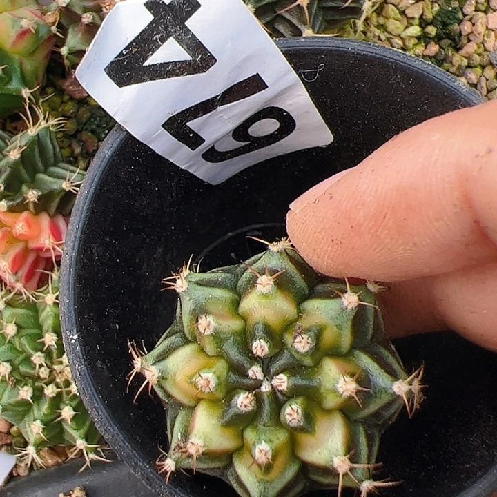 当前无花栽培后可以开花674