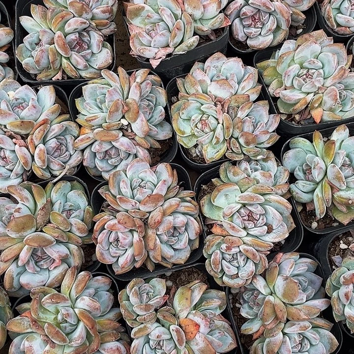 星影群带盆土发货
