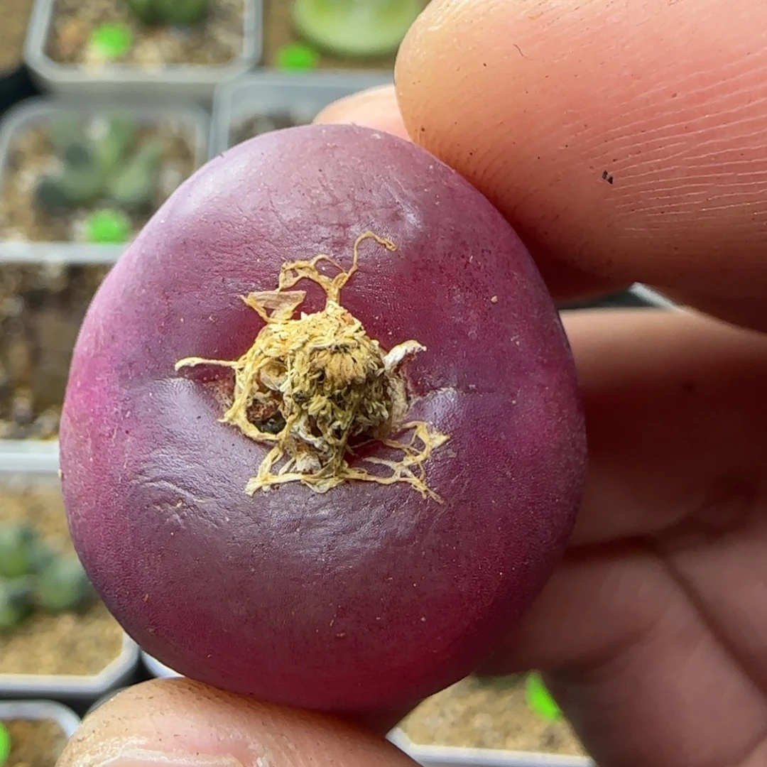 2.6+漂亮多肉植物1