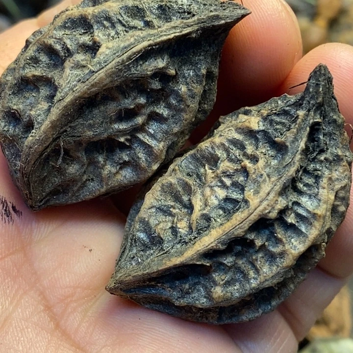 文玩核桃吊坠娜姐11