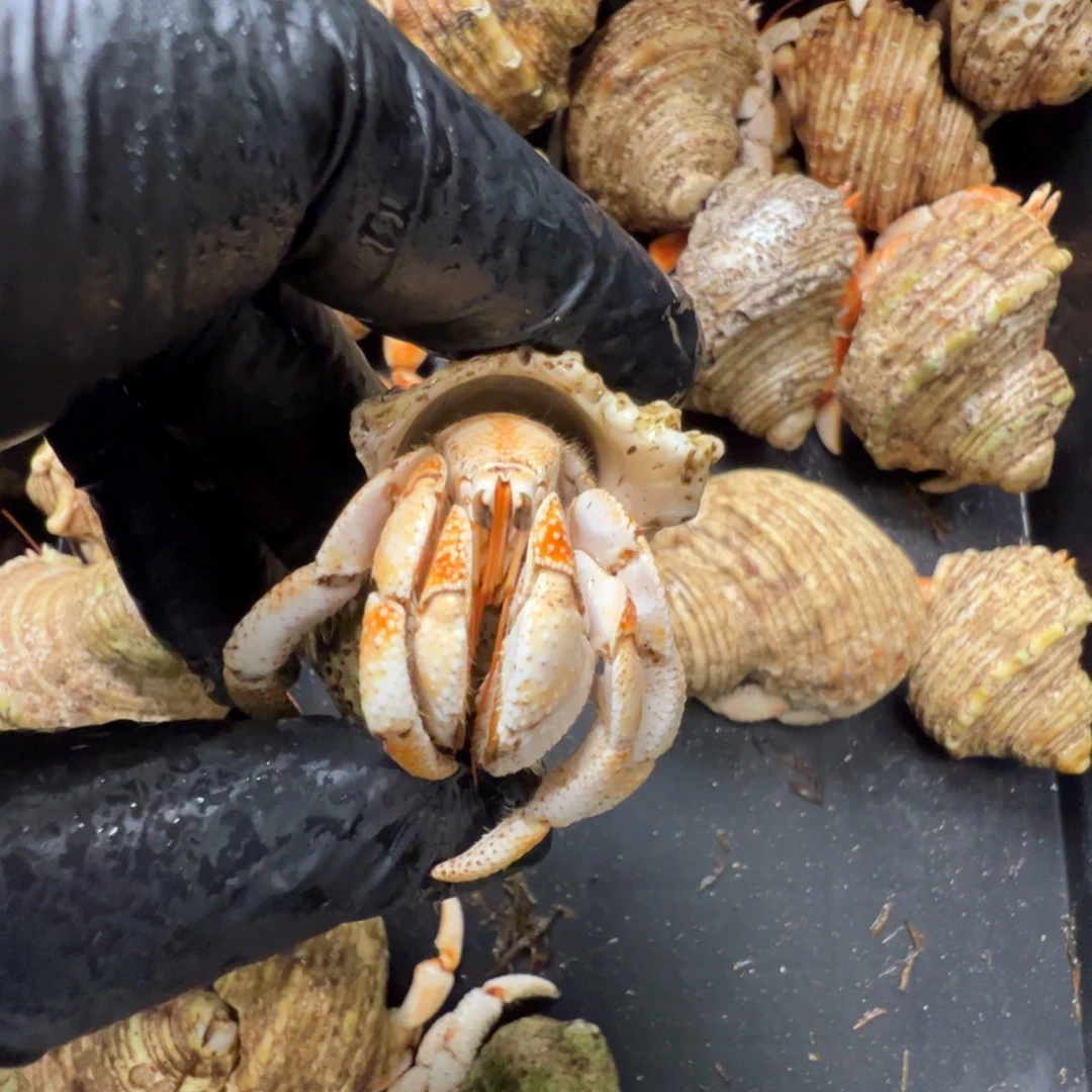 2.12口径毛球白橘色配色