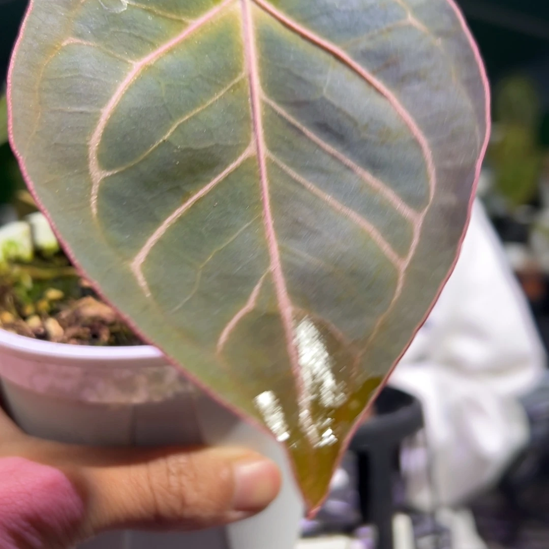 完全开放KOS*黑凤凰